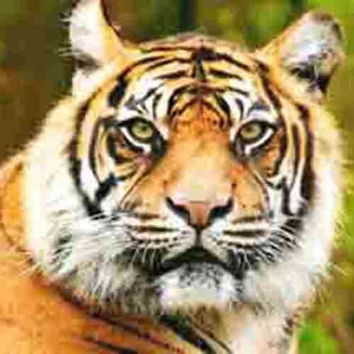 Tiger Safari